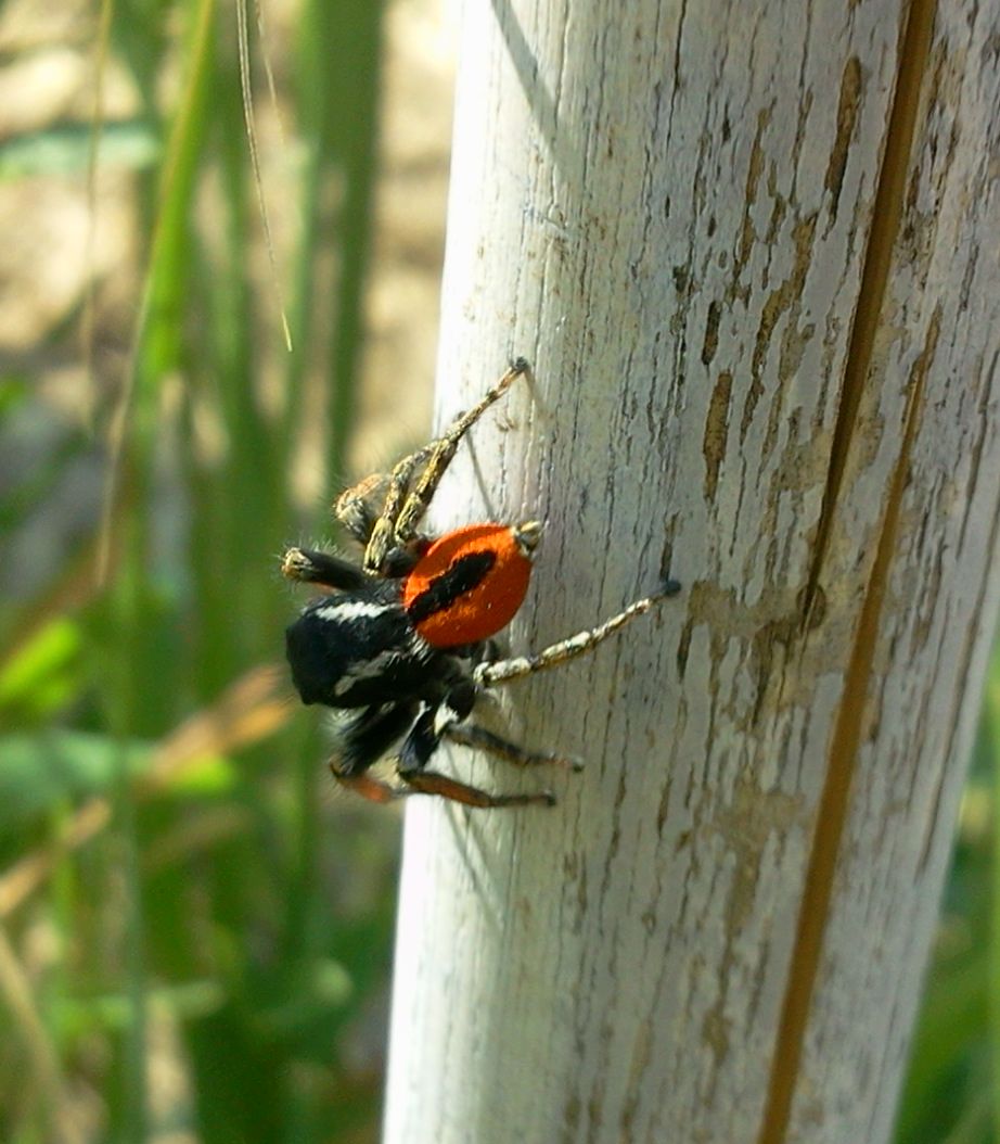 Philaeus chrysops